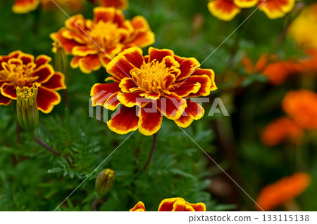 萬壽菊花開 萬壽菊花開 133115138