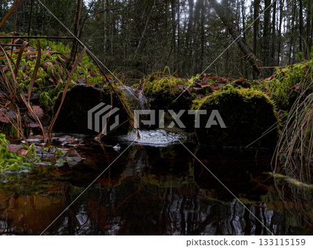 Forest swamp creek. A thicket of dark spruce forest. Waterfall on a stream with foam and current. 133115159