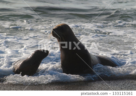 Mother and baby sea lion ,Peninsula Valdes, Chubut,Patagonia ,Argentina 133115161