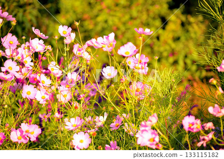 Colorful cosmos field Colorful cosmos field 133115182