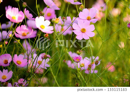 Pink cosmos flowers blooming in autumn field Pink cosmos flowers blooming in autumn field 133115183