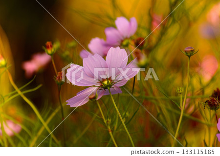 沐浴在秋日陽光下的波斯菊 133115185