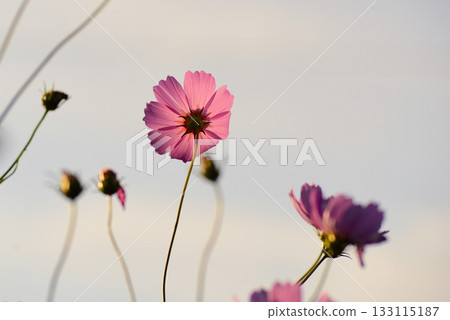 開花往天空的波斯菊 開花往天空的波斯菊 133115187