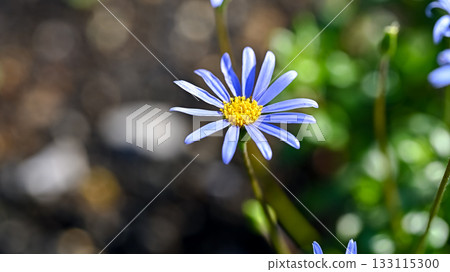 Blue Daisy Blue Daisy 133115300