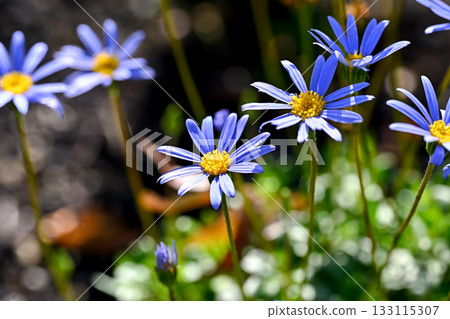 Blue Daisy Blue Daisy 133115307