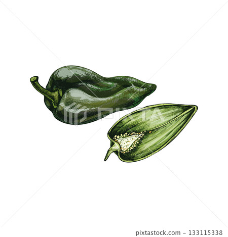Whole and half pepper poblano. Vector vintage hatching color illustration. Whole and half pepper poblano. Vector vintage hatching color illustration. 133115338