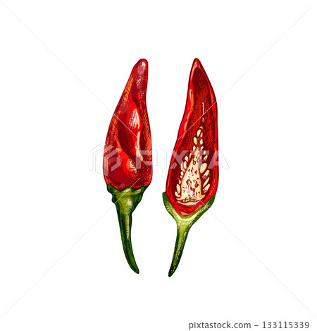 Whole and half pepper tabasco. Vector vintage hatching color illustration. 133115339