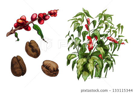 Coffee set. Tree, branch and beans. Vintage vector hatching 133115344