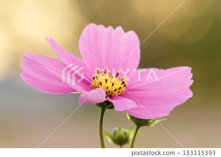 Cosmos bathed in autumn sunlight 133115393