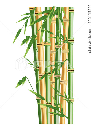 Bamboo trees with leaf. Color vector flat cartoon illustration 133115395