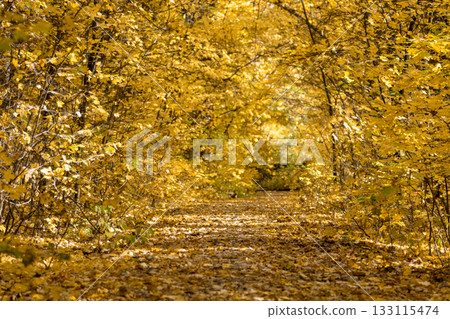 Autumn Forest Path in Colorful Trees Tunnel Autumn Forest Path in Colorful Trees Tunnel 133115474