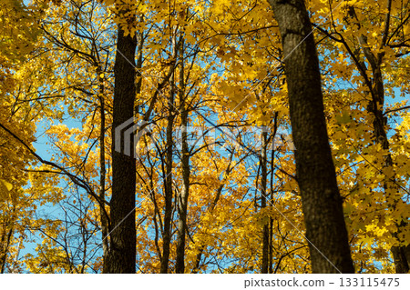 Autumn yellow leaves in forest look up on blue sky 133115475