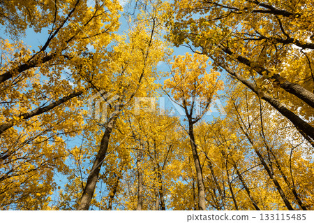 Autumn woods look up, yellow leaves on blue sky 133115485