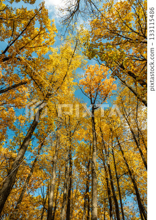 Autumn forest trees look up, leaves on blue sky 133115486