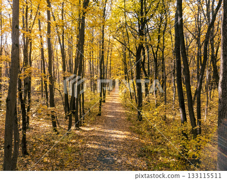 Autumn Forest Walking Path in Tall Colorful Trees 133115511