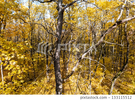 Autumn Forest with Golden Leaves on Tree Branches 133115512