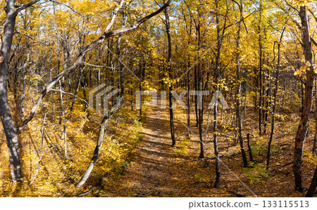 Autumn Forest with Path in Colorful Trees 133115513