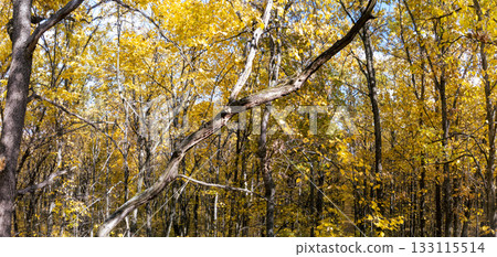 Autumn Forest with Yellow Leaves on Tree Branches 133115514