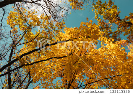 Autumn golden maple trees forest look up on sky Autumn golden maple trees forest look up on sky 133115526
