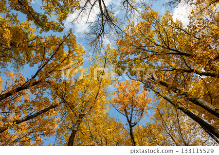 Autumn woods look up, yellow leaves on blue sky Autumn woods look up, yellow leaves on blue sky 133115529