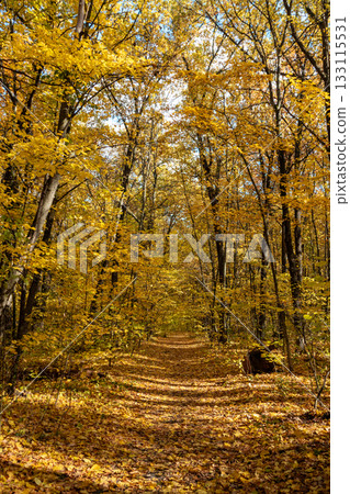 Autumn Forest Path in Yellow Leaves Trees Autumn Forest Path in Yellow Leaves Trees 133115531