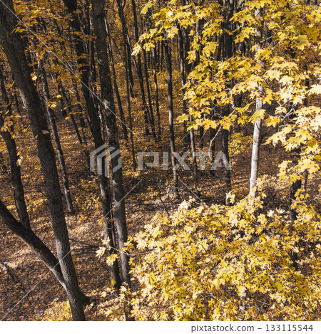 Autumn Forest with Yellow Leaves on Maple Trees 133115544