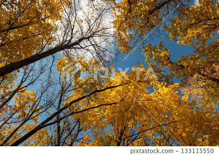 Autumn golden leaves in forest look up on blue sky 133115550