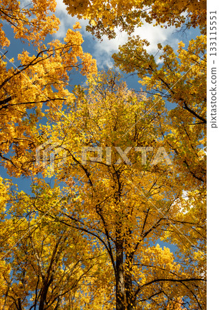 Autumn golden trees in forest look up on blue sky 133115551