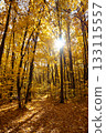 Sun shining in tall trees of autumn forest 133115557