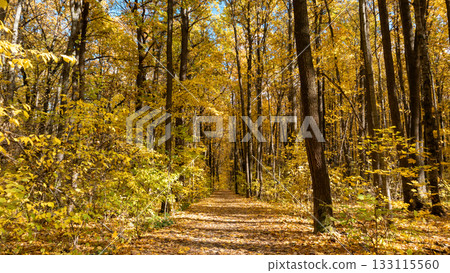 Autumn Sunny Forest with Yellow Leaves Trees 133115560