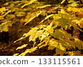 Yellow leaves maple tree branch close-up 133115561