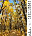 Autumn Forest Path in Colorful Trees on Blue Sky 133115562