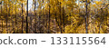 Golden vibrant autumn forest panorama 133115564
