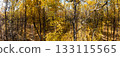 Scenic Autumn Forest Pano with Path in Tall Trees 133115565