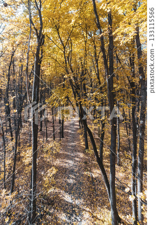 Scenic Autumn Forest Walking Path in Tall Trees Scenic Autumn Forest Walking Path in Tall Trees 133115566