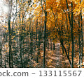Golden Autumn Forest Tall Trees on a Sunny Day 133115567