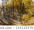 Autumn Forest Fish-eye Pano with Path in Trees 133115570