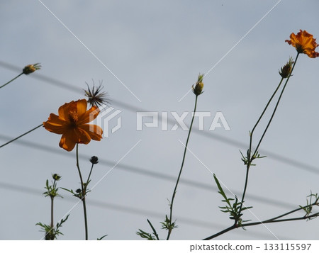 發光在藍天的波斯菊 133115597