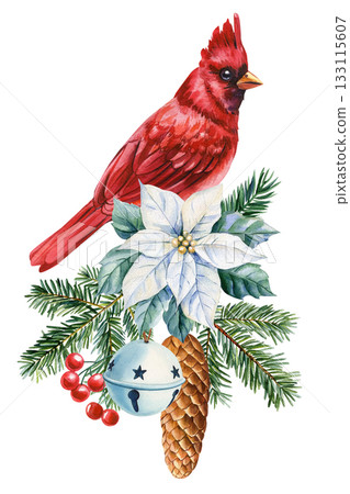 Red cardinal with white poinsettia pine branches berries cone and blue bell festive winter botanical illustration 133115607