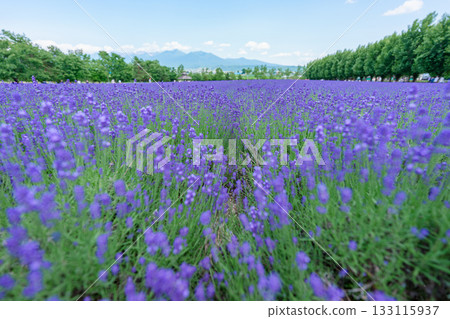 北海道富良野富田農場的薰衣草田與藍天 133115937