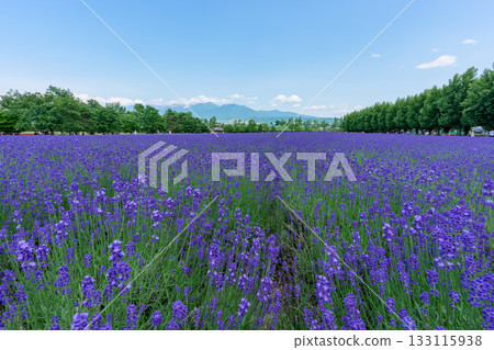 北海道富良野富田農場的薰衣草田與藍天 133115938