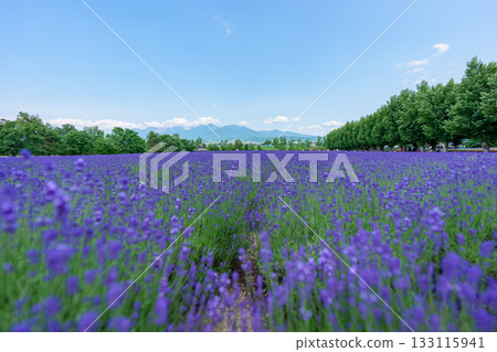 北海道富良野富田農場的薰衣草田與藍天 133115941