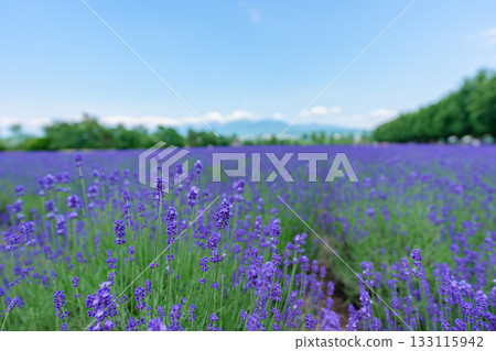 北海道富良野富田農場的薰衣草田與藍天 133115942