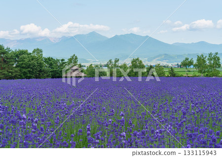 北海道富良野富田農場的薰衣草田與藍天 133115943