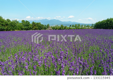 北海道富良野富田農場的薰衣草田與藍天 133115945