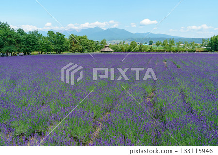 北海道富良野富田農場的薰衣草田與藍天 133115946