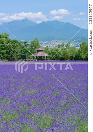 北海道富良野富田農場的薰衣草田與藍天 133115947