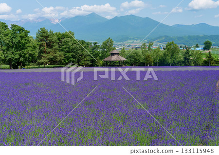北海道富良野富田農場的薰衣草田與藍天 133115948