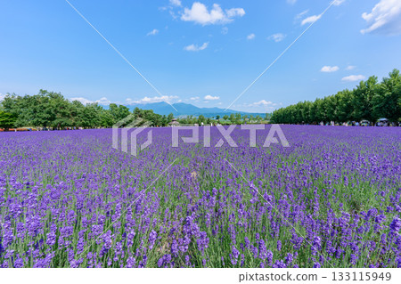 Lavender fields and blue sky at Farm Tomita in Furano, Hokkaido Lavender fields and blue sky at Farm Tomita in Furano, Hokkaido 133115949