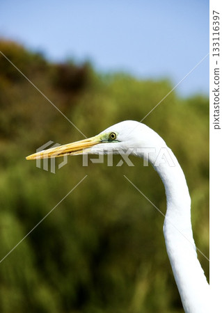 The graceful posture of a great egret and the natural scenery around the water The graceful posture of a great egret and the natural scenery around the water 133116397